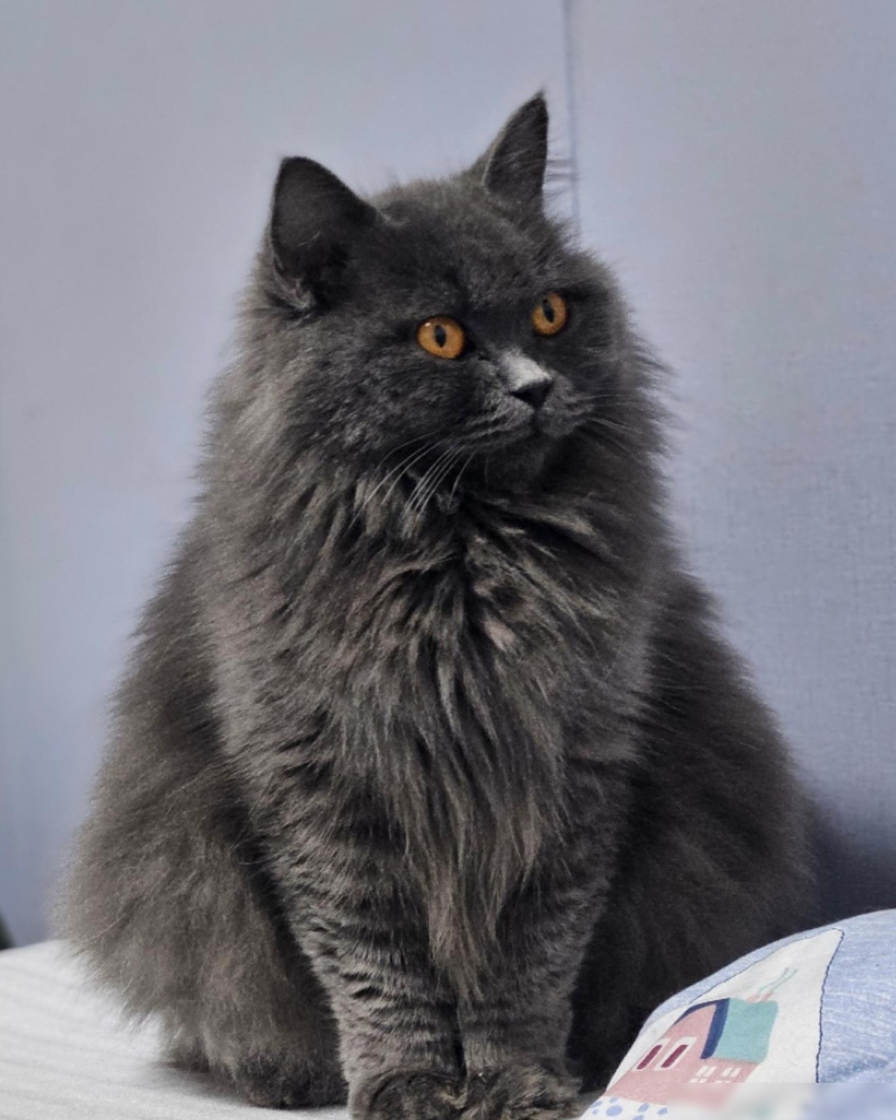 猫价太贵，求心理安慰