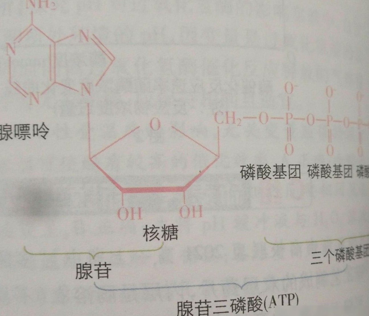 ATP水解能否直接生成AMP？