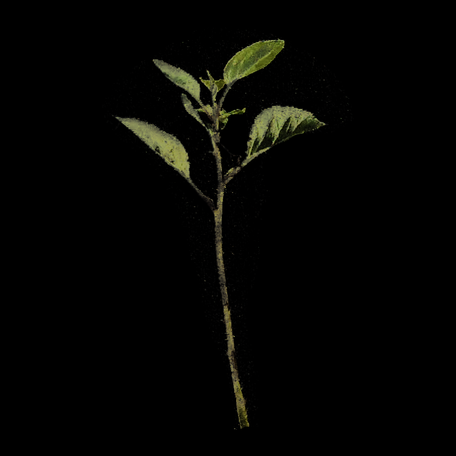 植物抠图技巧，精准分离