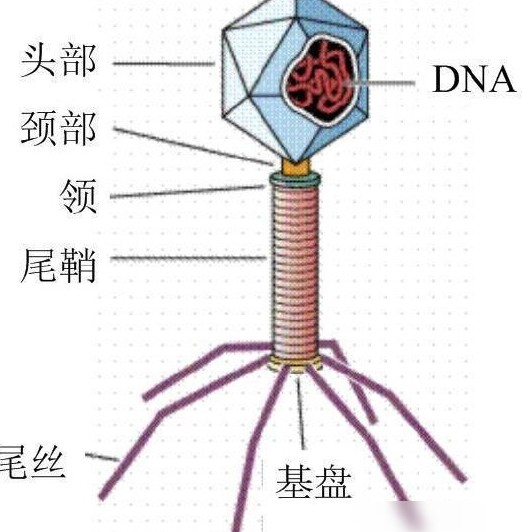 噬菌体是自然产物吗？