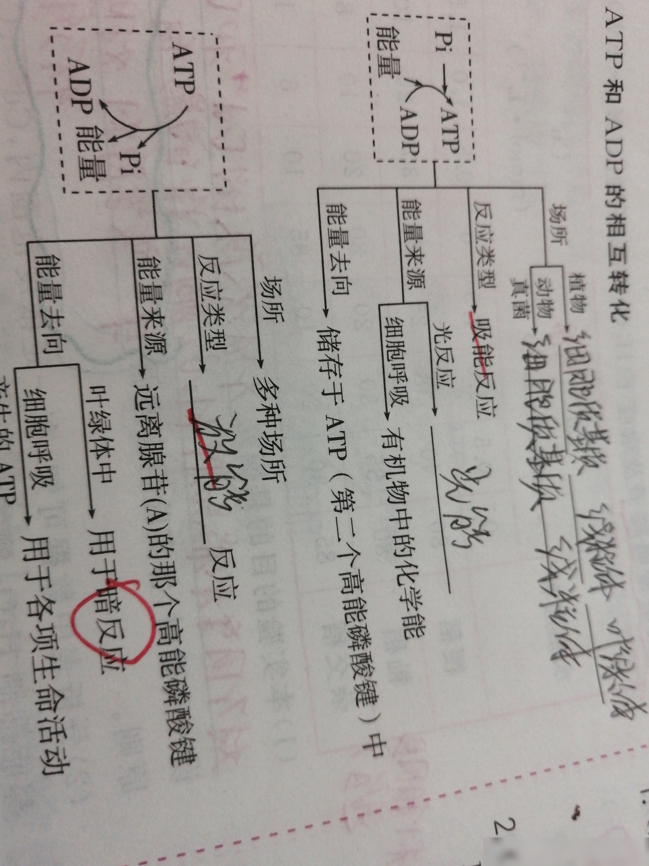ATP合成是吸能还是放能？