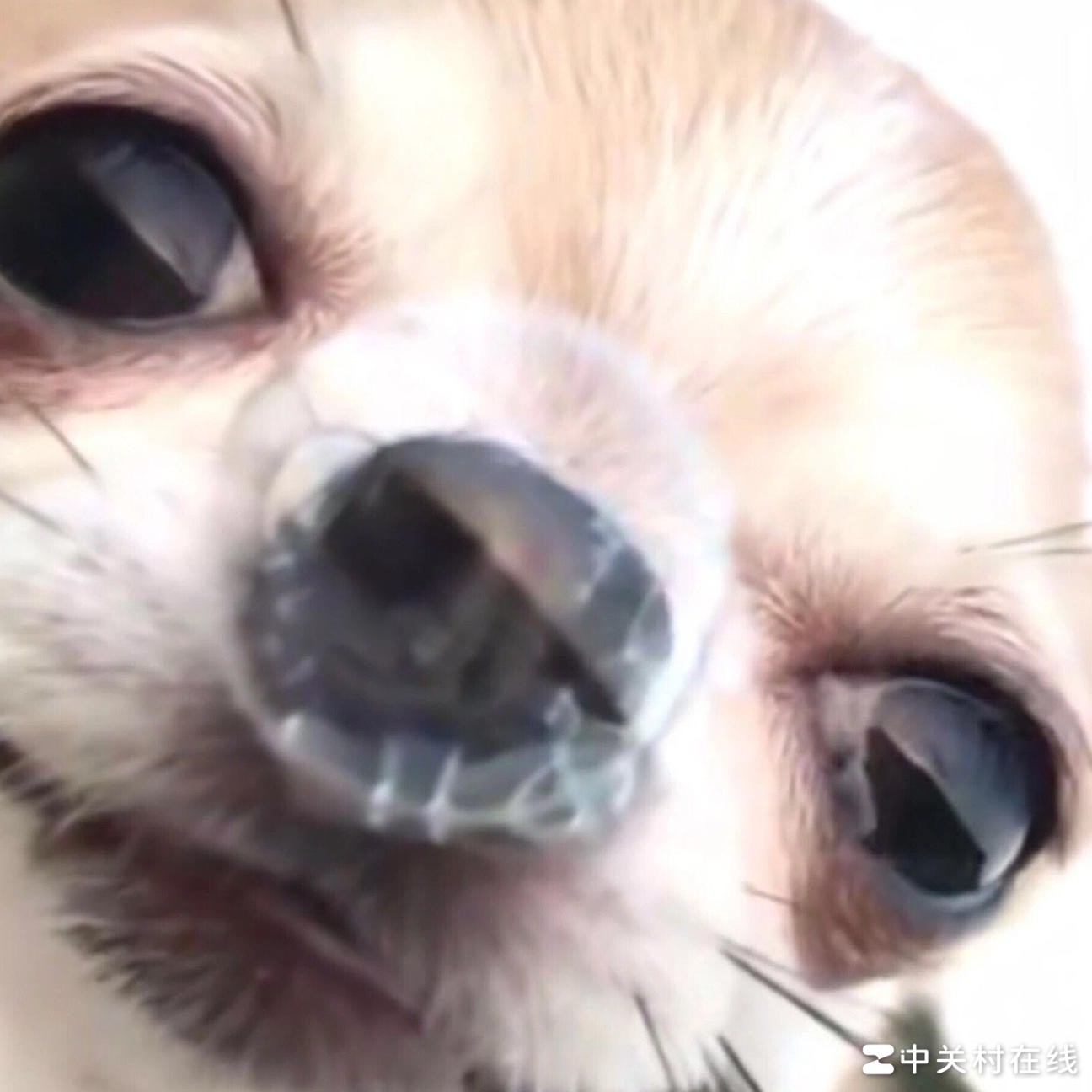 更多狗狗视角图片推荐