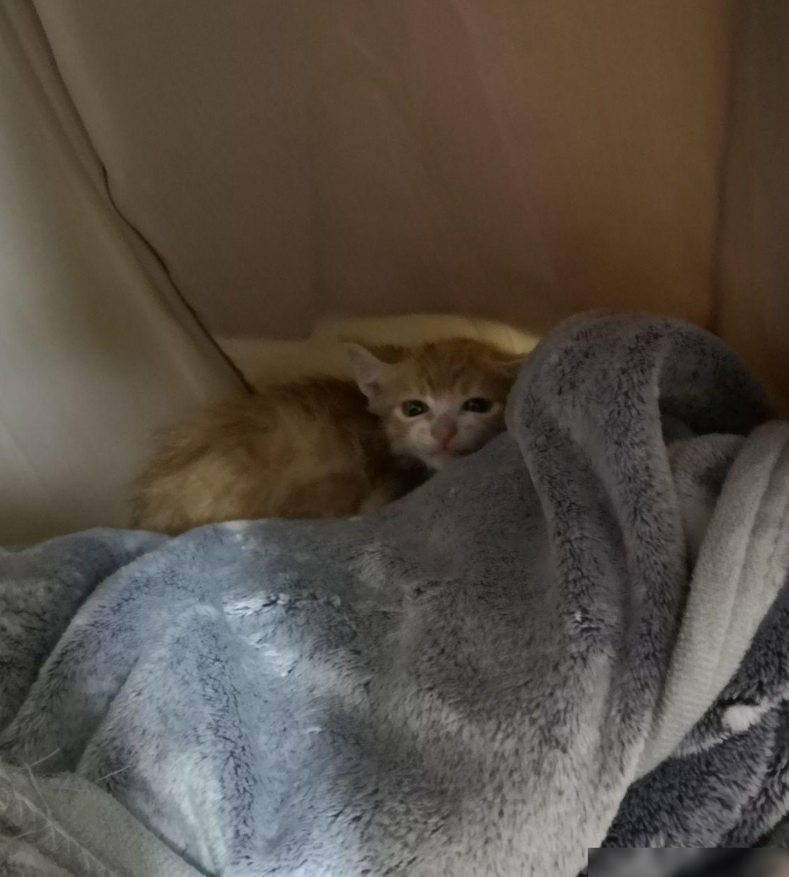 捡到猫该不该还？