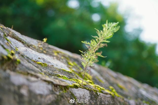 适马50 F1.4Art,体验全开光圈带来的感动,对不起来晚了