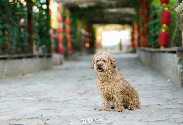 适马50 F1.4Art,体验全开光圈带来的感动,对不起来晚了