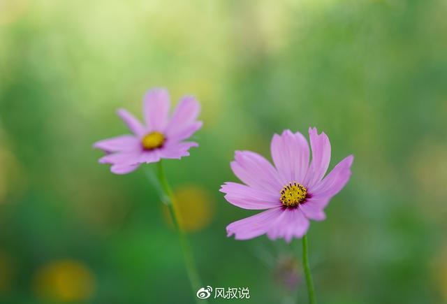 适马50 F1.4Art,体验全开光圈带来的感动,对不起来晚了