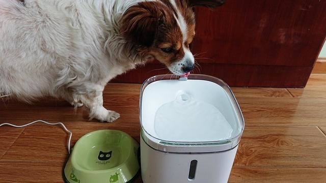 铲屎官的福利来了 小顽智能宠物饮水机