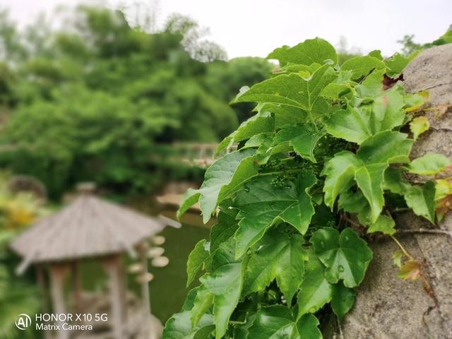 荣耀X10超能旗舰评测:5G+性能+设计+影像,哪点更吸引你?