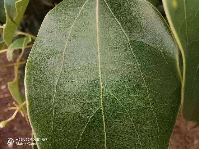 荣耀X10超能旗舰评测:5G+性能+设计+影像,哪点更吸引你?
