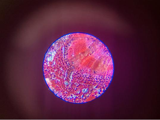 星特朗带领熊孩子探知“微观世界”?随身携带的秘密武器了解下?
