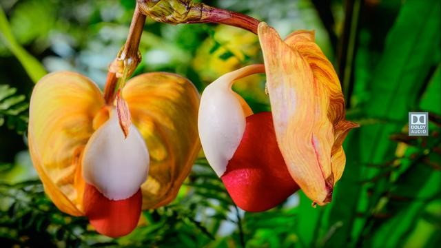 创维酷开P50电视评测:10米远程声控才是客厅正确打开方式