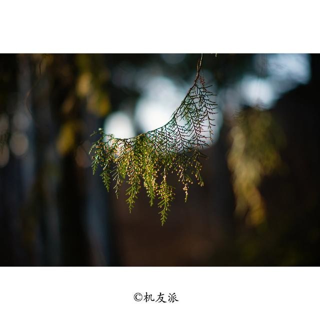 不到3K的徕卡镜头,国产七工匠75mm F1.25,享受极致虚化