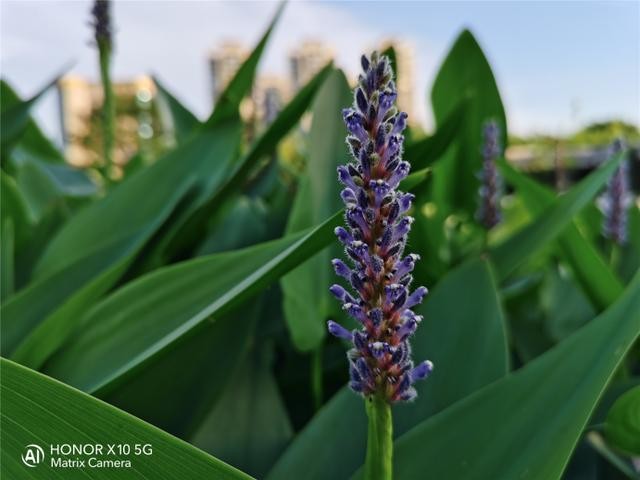 荣耀X10挑战多种极限拍摄场景:RYYB高感光真强大