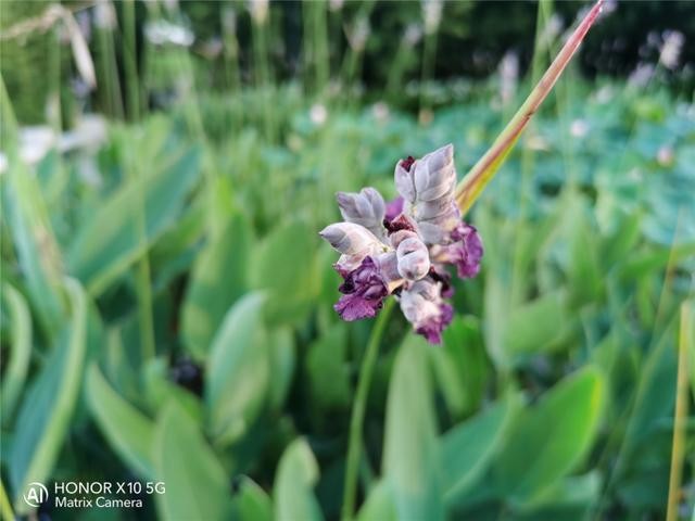 荣耀X10挑战多种极限拍摄场景:RYYB高感光真强大