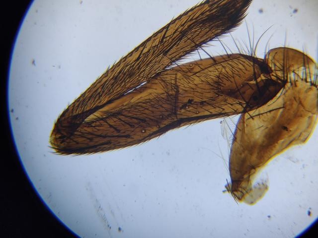 花式搞机投影仪加上手机投屏秒变显微投影设备