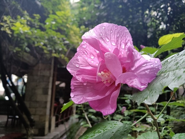 千元级5G手机耐看还有三摄?OPPO A72随拍体验