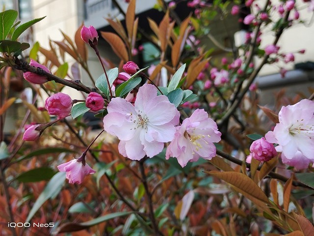 图赏iqooneo5后置主摄拍摄样张