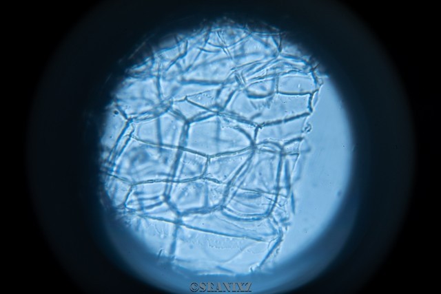 用显微镜看破壁机切碎的细胞是什么样的