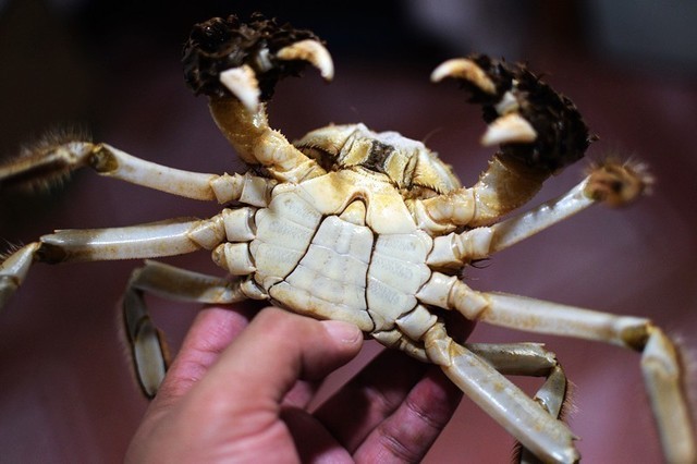 张牙舞爪的螃蟹图片