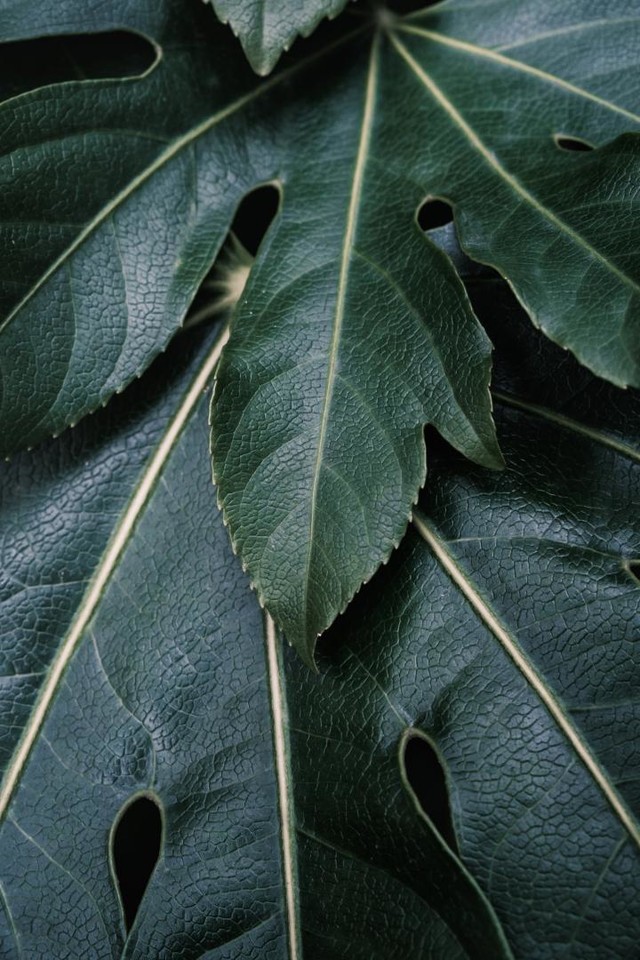 DSCF7694