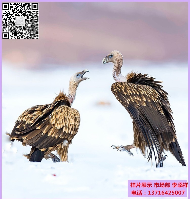 佳能5D4春季特惠分期 可微信详谈 佳能6D2 1